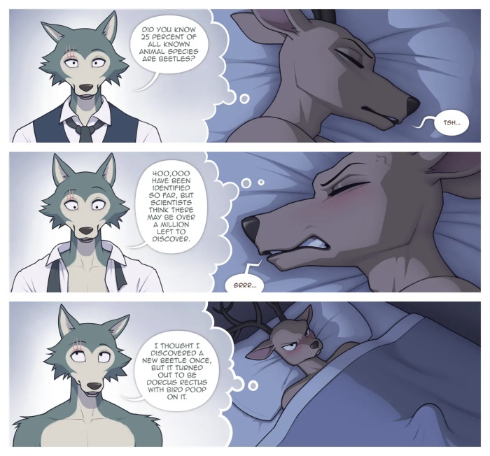 [SigmaX] - Beastars - Dorkus Erectus